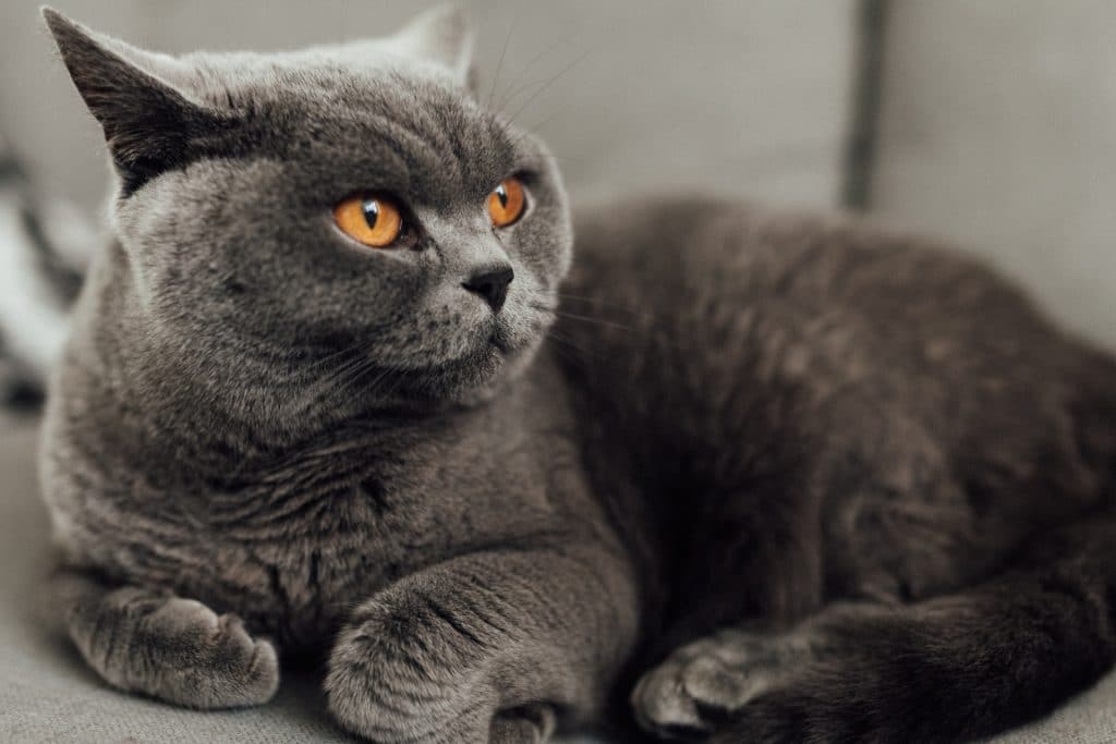 British_shorthair